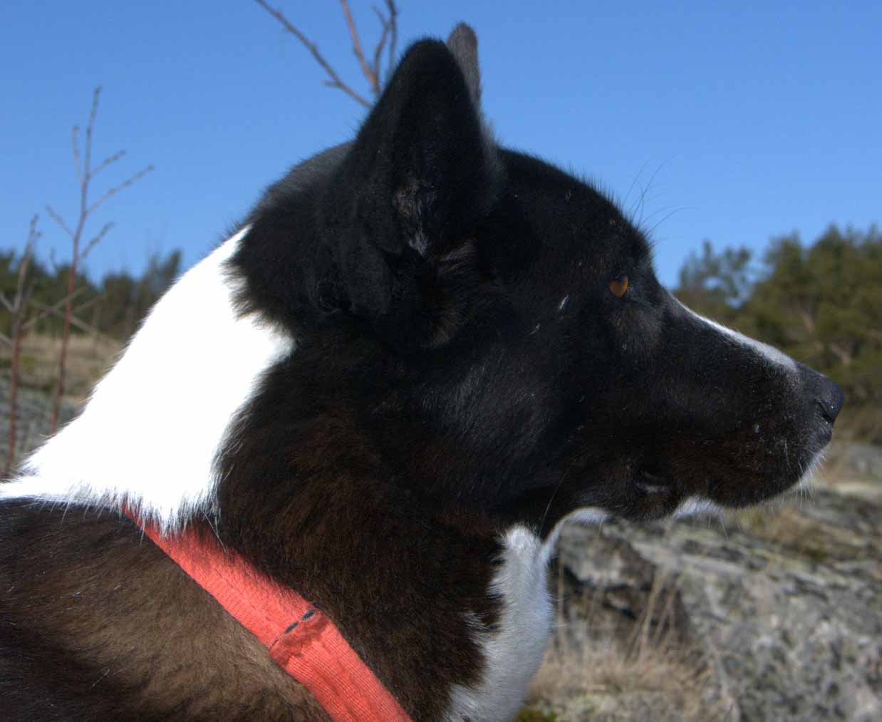 COPOI DE KARELIA PENTRU URSI